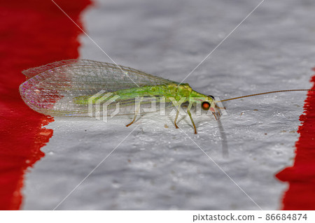 Adult Typical Green Lacewing Adult Typical Green Lacewing 86684874