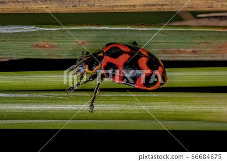 Adult Lady Beetle 86684875
