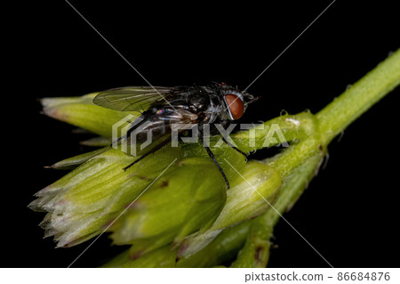 Adult Bristle Fly Adult Bristle Fly 86684876