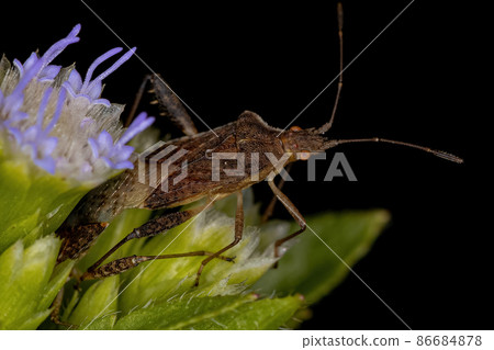 Adult Scentless Plant Bug 86684878