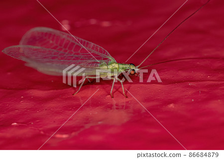 Adult Typical Green Lacewing 86684879