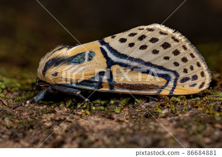 Adult Hieroglyphic Moth Adult Hieroglyphic Moth 86684881