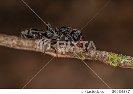 Adult Twig Queen Ant 86684887