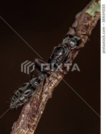 Adult Twig Queen Ant Adult Twig Queen Ant 86684888
