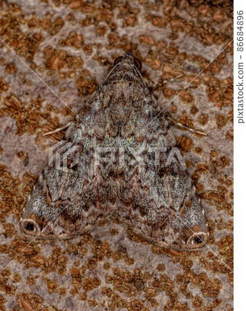 Adult Moth Insect Adult Moth Insect 86684896