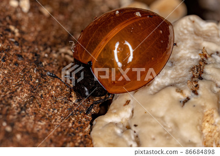Adult Pleasing Fungus Beetle Adult Pleasing Fungus Beetle 86684898