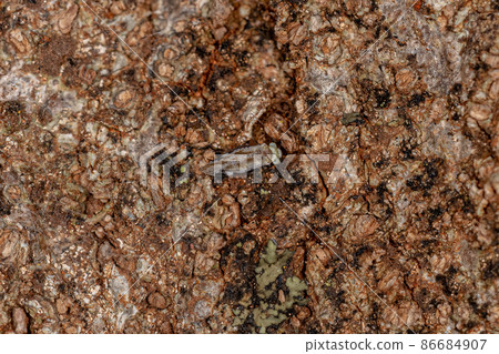 Adult Common Barklice Insect Adult Common Barklice Insect 86684907