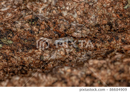 Adult Common Barklice Insect Adult Common Barklice Insect 86684909