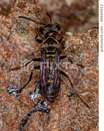 Adult Paper Wasp Adult Paper Wasp 86684912