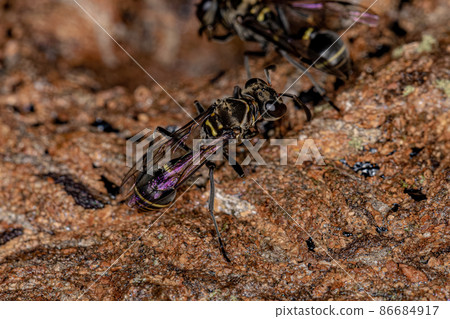 Adult Paper Wasp 86684917