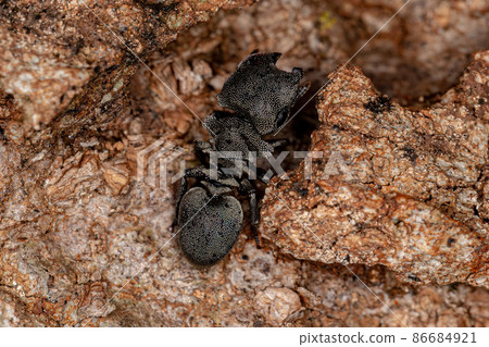 Adult Turtle Ant 86684921
