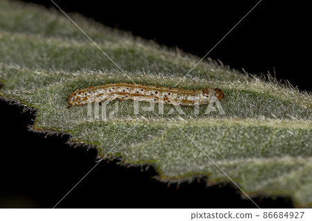 small moth larva 86684927