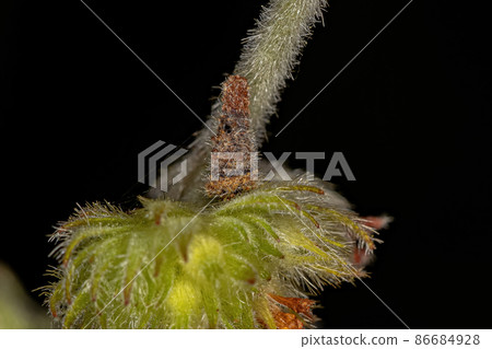 Cloaked Warty Leaf Beetle Larva 86684928