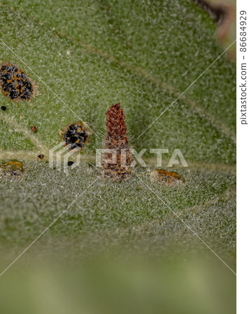 Cloaked Warty Leaf Beetle Larva Cloaked Warty Leaf Beetle Larva 86684929