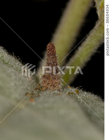 Cloaked Warty Leaf Beetle Larva 86684934