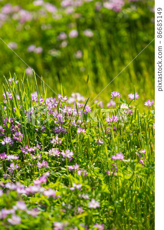 Cute astragalus grass that I rarely see now / Cute astragalus grass that I rarely see now / 86685149