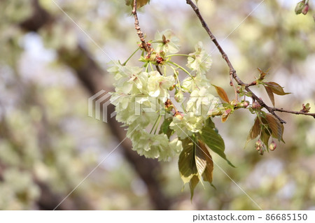 Green cherry blossoms (depressed cherry blossoms) Refreshing spring image 86685150
