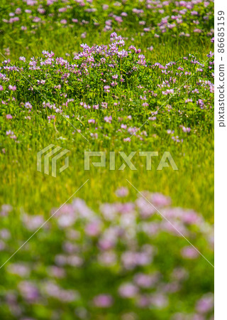 現在很少見到的可愛黃芪草 / 現在很少見到的可愛黃芪草 / 86685159