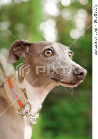 Italian Greyhound Italian Greyhound 86685675