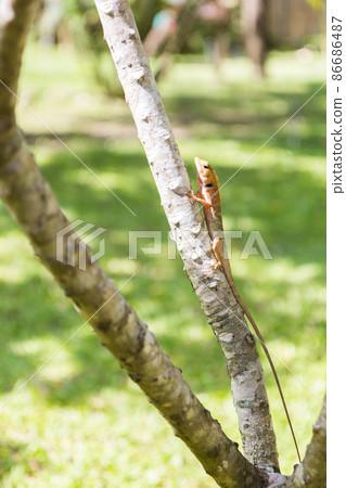 brown Lizard, asian lizard or tree lizard 86686487