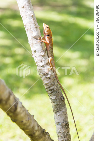 brown Lizard, asian lizard or tree lizard 86686490