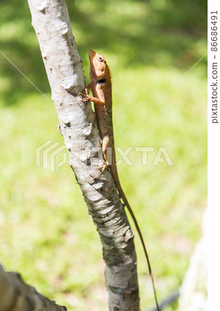 brown Lizard, asian lizard or tree lizard 86686491