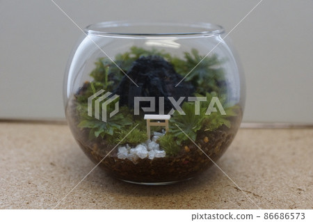 Moss terrarium 86686573