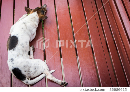 Having a lonely dog 86686615