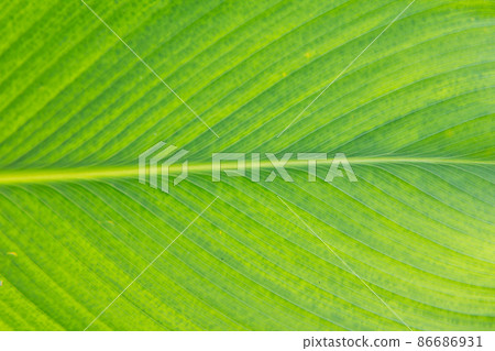 Lines and textures of Green leaves Lines and textures of Green leaves 86686931