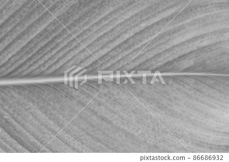 Lines and textures of Green leaves Lines and textures of Green leaves 86686932