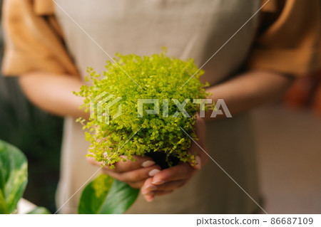 Close-up cropped shot of unrecognizable female florist wearing apron holding in hands pot with Soleirolia plant standing in floral shop. Young woman gardener posing with houseplants at home. 86687109