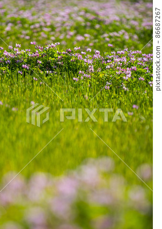 Cute astragalus grass that I rarely see now / 86687267