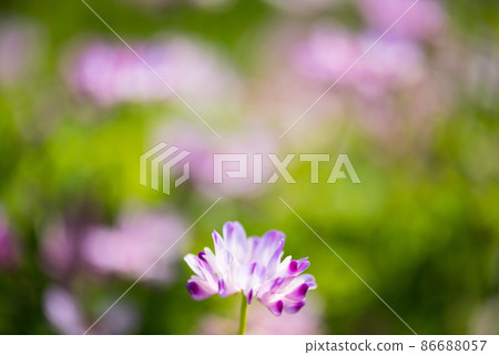 Cute astragalus grass that I rarely see now / 86688057