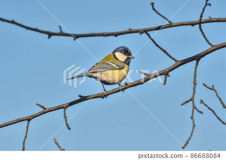 Great tit Great tit 86688084