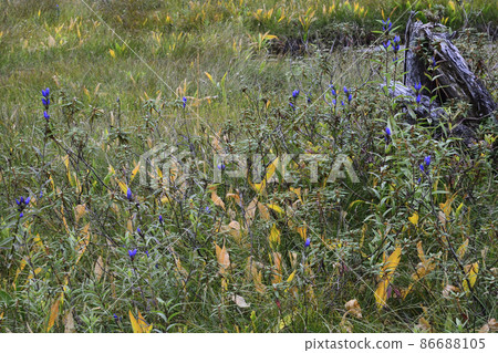 Iwakikyo dance 86688105