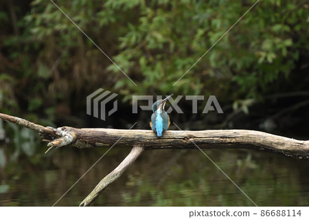 Kingfisher's back Kingfisher's back 86688114
