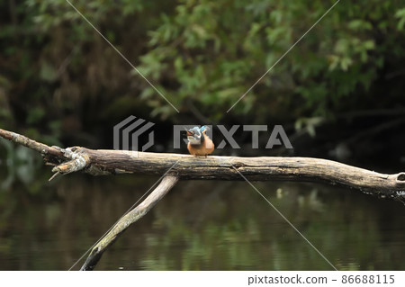 Nobi Nobi Kingfisher Nobi Nobi Kingfisher 86688115