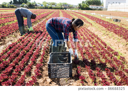 Latin american female farmer harvesting red lettuce 86688325