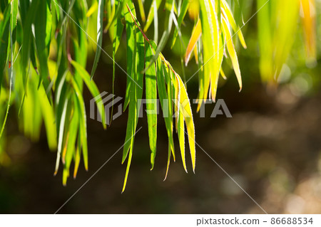 Green tree branches of agonis flexuosa in sunny garden at summer day Green tree branches of agonis flexuosa in sunny garden at summer day 86688534