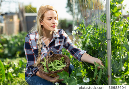 Woman harvesting broad beans Woman harvesting broad beans 86688604