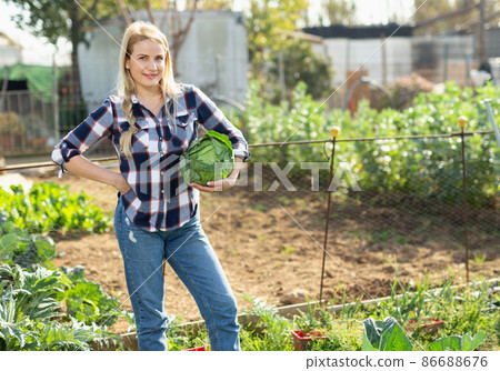 Woman harvesting cabbage Woman harvesting cabbage 86688676