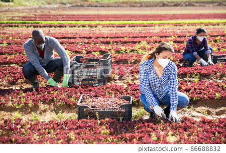 People in medical masks working on farm field People in medical masks working on farm field 86688832