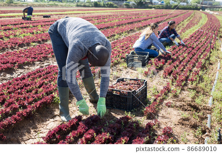 African American workman harvesting red lettuce 86689010