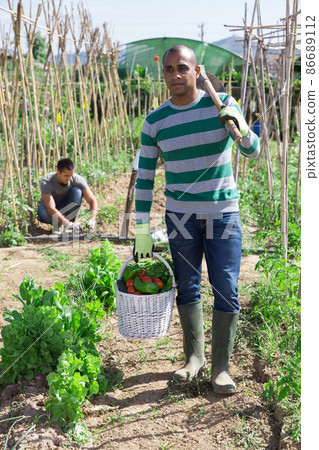 Farmer with basket of vegetables in the garden Farmer with basket of vegetables in the garden 86689112