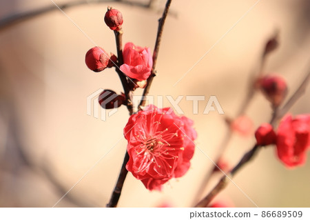 Plum 0017 Plum 0017 86689509