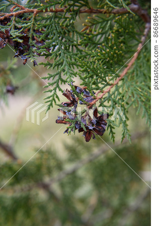 Branch of thuja with cones Branch of thuja with cones 86689646
