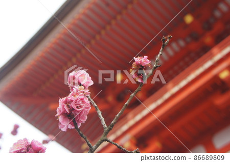 Cherry-blossom viewing at Kiyomizu-dera 86689809