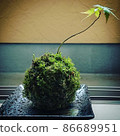 Moss ball of autumn leaves 86689951