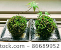 Autumn leaves moss ball 2 86689952