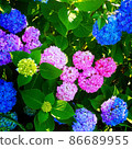 Various hydrangea 86689955